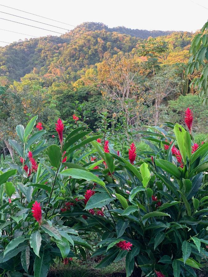 Jungle Home With King Beds -5 Minutes From The Beach อูวีตา ภายนอก รูปภาพ